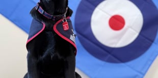 Puppy plea to help raise assistance dogs