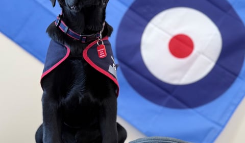 Puppy plea to help raise assistance dogs