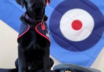 Puppy plea to help raise assistance dogs