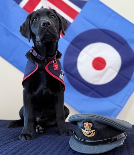 A Hounds for Heroes puppy.