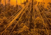 Cannabis farms in Rushmoor raided as Hampshire Police crackdown on organised crime