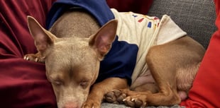 Lost terrier Reggie reunited with family after five days