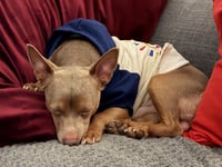 Lost terrier Reggie reunited with family after five days