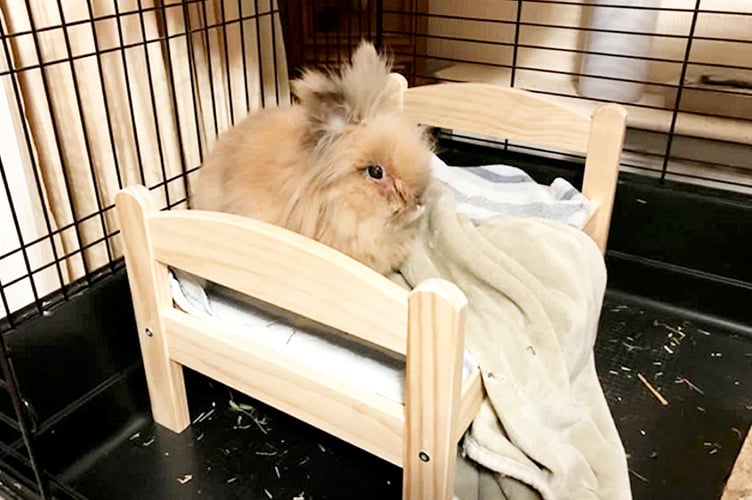 Lionhead rabbit Herbie , 15, who is the worlds oldest rabbit.  //  A rabbit has lived double his life expectancy to become the worlds oldest.  Lionhead rabbit Herbie has been crowned the worlds oldest rabbit living by Guinness World Records.  He was officially assessed at the age of 15 years and 82 days back in November  with those in his breed usually living between seven and 10 years.  Herbie, who lives with owners Richard and Melissa Dunham in Surrey, was brought home from a pet shop when he was eight weeks old.  He joined the family as a mate for Flopsy after her boyfriend Starsky died.  Teachers Richard and Melissa have been keeping rabbits for 16 years. 