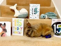 Hoppy birthday: Surrey rabbit named world’s oldest