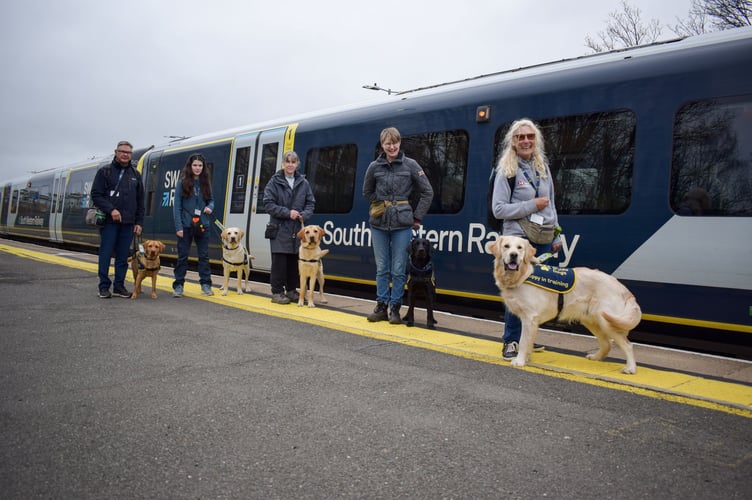 Guide dog puppies and volunteer raisers with SWR train