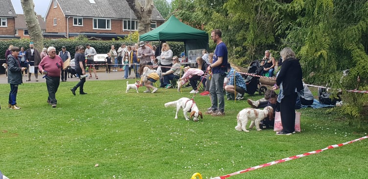 Some of the entires in a fun dog show in the park organised by Wellington Action Group for Dogs (WAG) as part of the spring fair.
