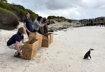 Birdworld joins South African penguin mission