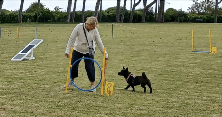 The practice agility course proved popular with entries for Watchet's first dog show.