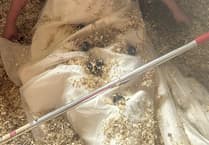 Gown and Dirty: Crondall woman trashes wedding dress for charity