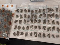 Police take £15,000 worth of drugs off streets of Alton
