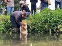 Water voles back in the Wey at Farnham in historic release