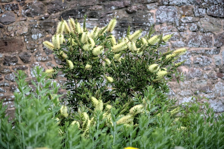  A magnificent Lemon Bottlebrush nurtured by Dunster Castle's gardeners. PHOTO: Dave Wood.