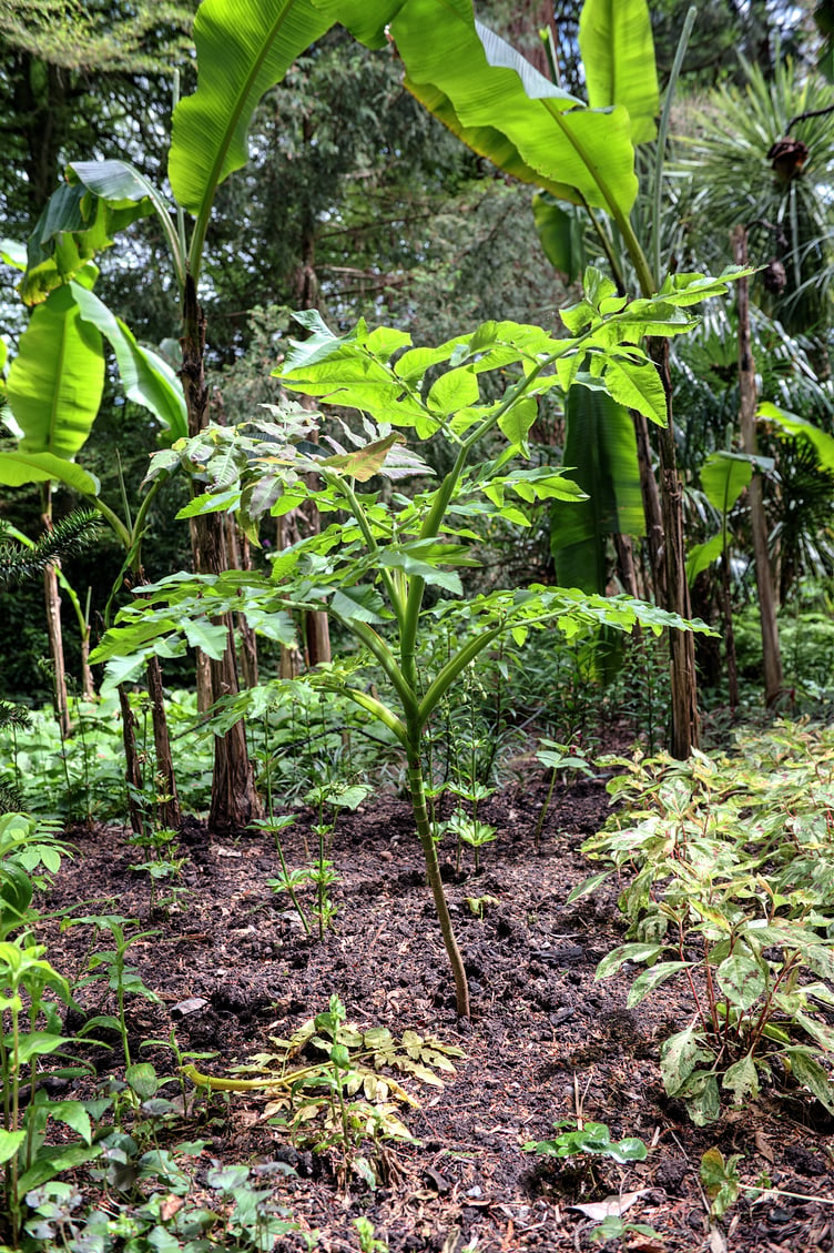 This banana plant is growing in Dunster Castle's terraced gardens. PHOTO: Dave Wood.