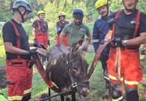 Hot Chocolate saved as donkey rescued from muddy pit in Liss