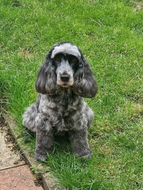 Winnie the cocker spaniel was treated after grass seeds became lodged in her ear.