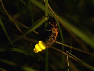 Glow for it! Rare beetles released in South Downs National Park
