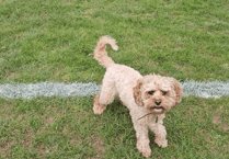 Pup makes miraculous recovery after road accident