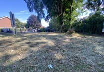Council apology to Petersfield school 'mini forest' planted by pupils is mowed down