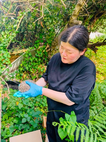 Myung Hye Chun handling one of the hedgehogs