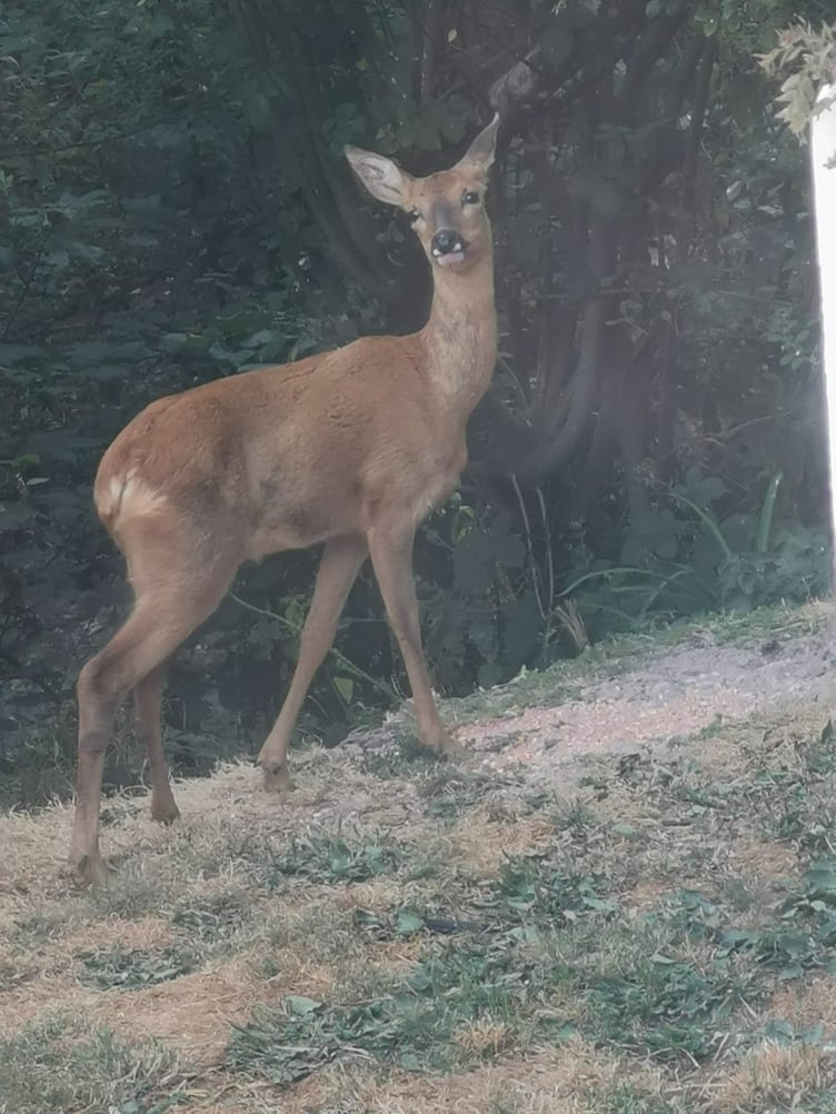 Deer on your doorstep at Woodland
