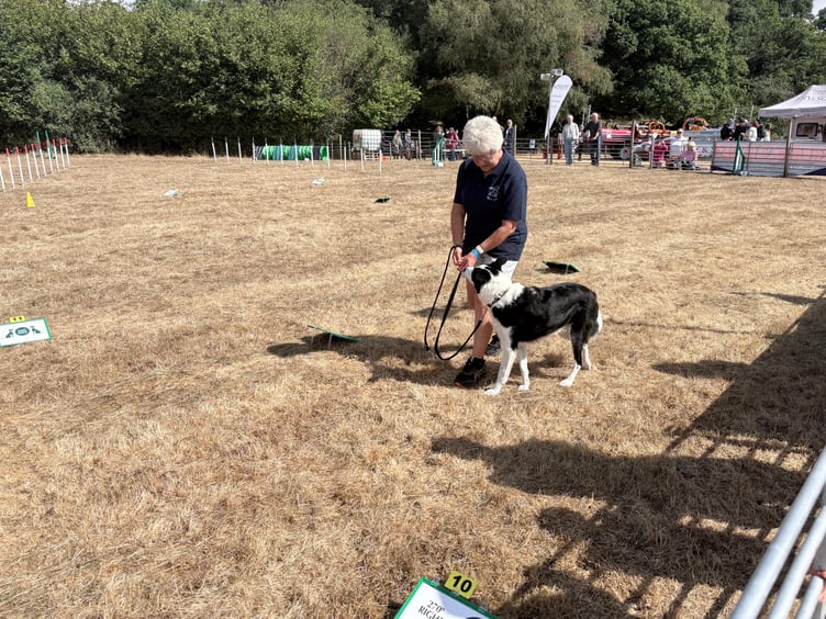 A Border Collie participating in an obedience competition.
