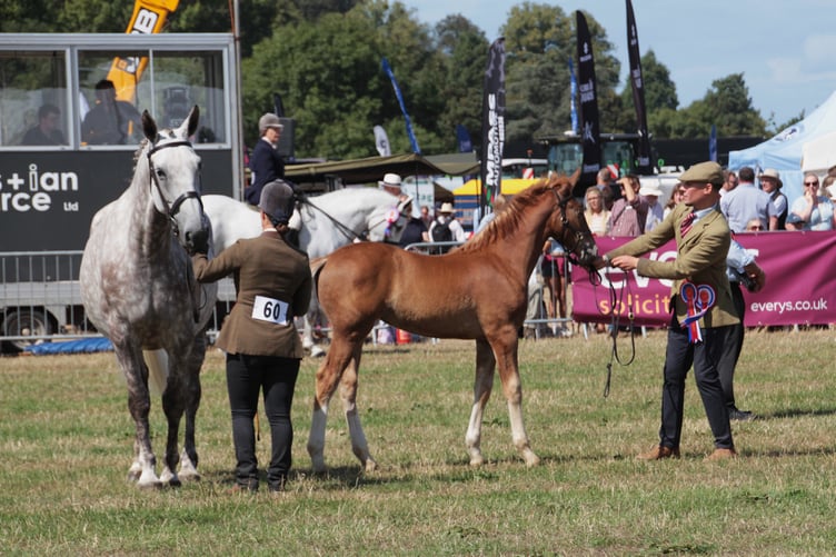 Claire Howarth Keitch with Awholelotta Rosie and foal at the 2026 Dunster Show. PHOTO: George Ody.