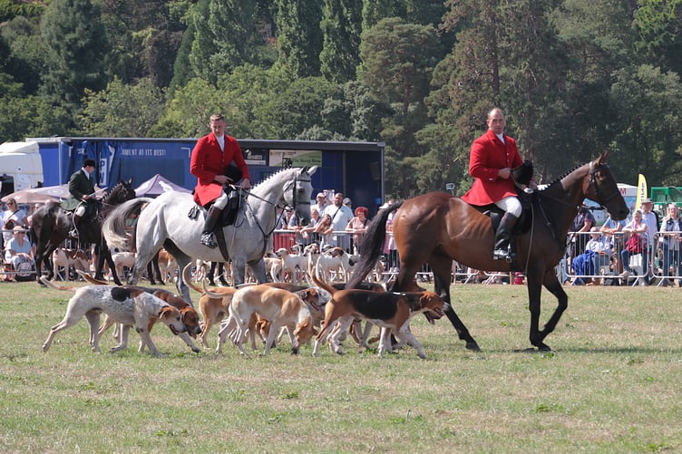 A traditional display of hounds at the 2026 Dunster Show. PHOTO: George Ody.