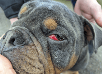 Beaten Dog RSPCA