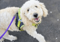 Dog dodges paralysis after road accident thanks to Alton vets