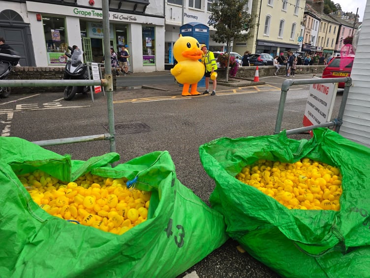 Thousands of duck waiting to go into the river. (Picture: Lions Club of Looe)