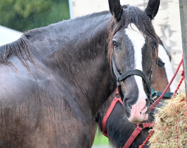 A late breakfast for heavy horses who displayed at this year's fair