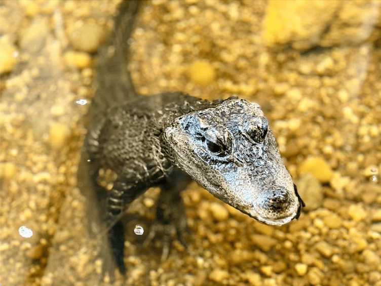 Munchkin is set to become a new favourite for staff and visitors to Tropiquaria Zoo.