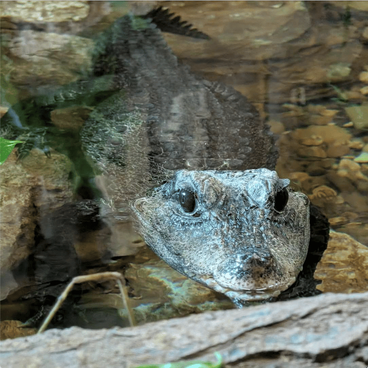 Here's looking at you, kid: Visitors to Tropiquaria Zoo can now see new resident Munchkin the dwarf crocodile.