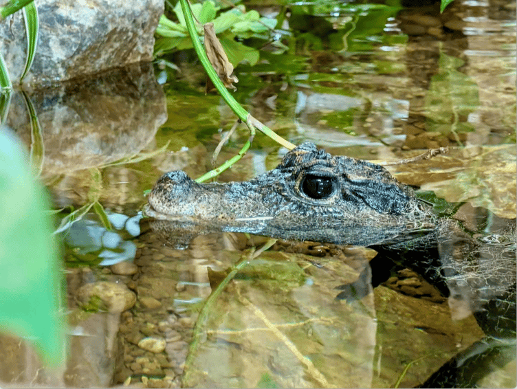 An African dwarf crocodile named Munchkin has been given a new home in Tropiquaria Zoo.