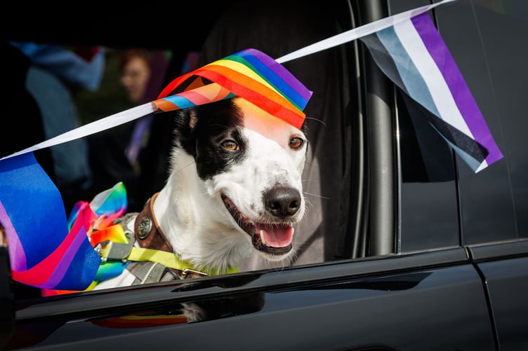 Doggy smiles at Penzance Pride 2026, on September 13