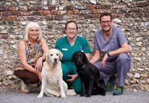 Labradors given digestive lifeline by Petersfield vets