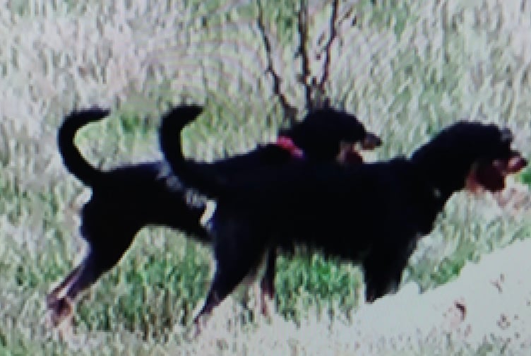 BH Dog Worrying Oakhanger