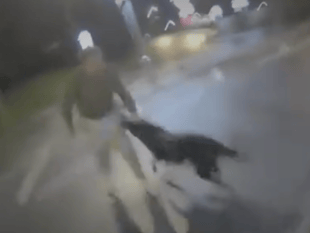 Bodycam shows brave police dog face knife attack