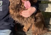 Dog and trailer stolen from Meon Valley farm