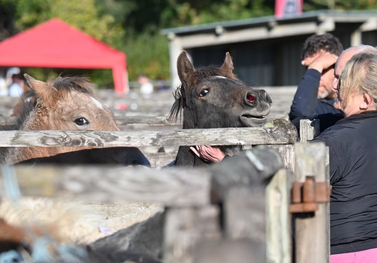 Dartmoor Hill Pony Drift Sale at Chagford Grass Market