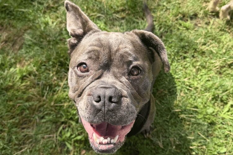 Callie the dog underwent a 'nose job' to improve her breathing.