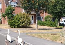Wings and a prayer: Assurances swans will be returned to Petersfield beauty spot